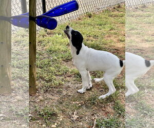 Dewey - Male Catahoula Leopard Dog-Labrador Retriever Mix Dog for Adoption - Photo #6