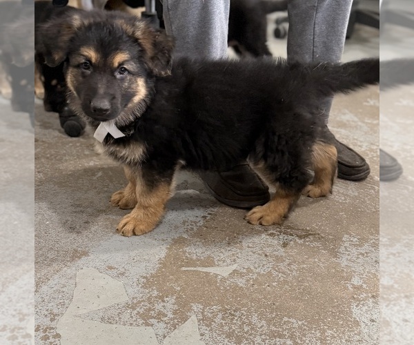 Medium Photo #52 German Shepherd Dog Puppy For Sale in BRIGHTON, CO, USA