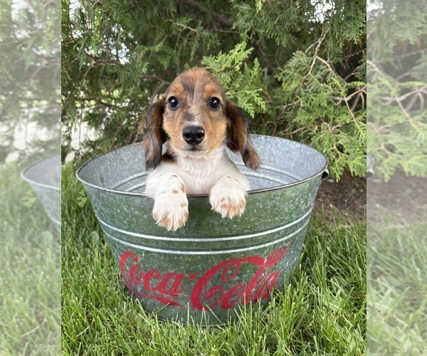 Medium Photo #3 Dachshund Puppy For Sale in MIDDLEBURY, IN, USA