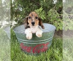 Small #2 Dachshund