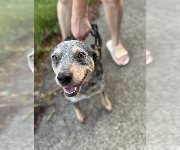 Medium Photo #4 Mutt Puppy For Sale in Holly Springs, NC, USA