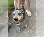 Small #3 Mutt
