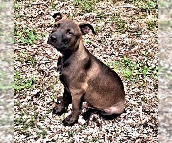 Medium Photo #2 Feist Terrier-Labrador Retriever Mix Puppy For Sale in Rutherfordton, NC, USA