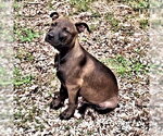 Small #1 Feist Terrier-Labrador Retriever Mix