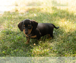 Small #1 Dachshund