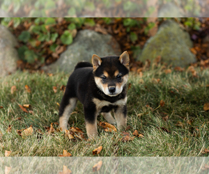 Shiba Inu Puppy for sale in MILLERSBURG, IN, USA