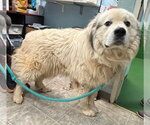 Small Great Pyrenees