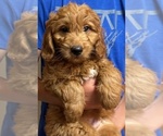 Puppy Puppy 4 Goldendoodle (Miniature)
