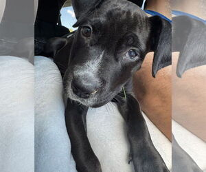 Labrador Retriever-Unknown Mix Dogs for adoption in Germantown, OH, USA