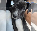 Small Labrador Retriever Mix