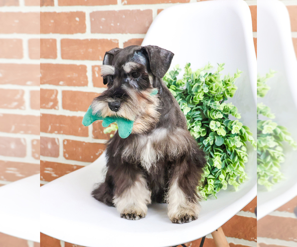 Medium Photo #15 Schnauzer (Miniature) Puppy For Sale in SYRACUSE, IN, USA