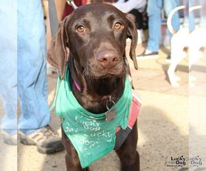 Labrador Retriever-Unknown Mix Dogs for adoption in Washington, DC, USA
