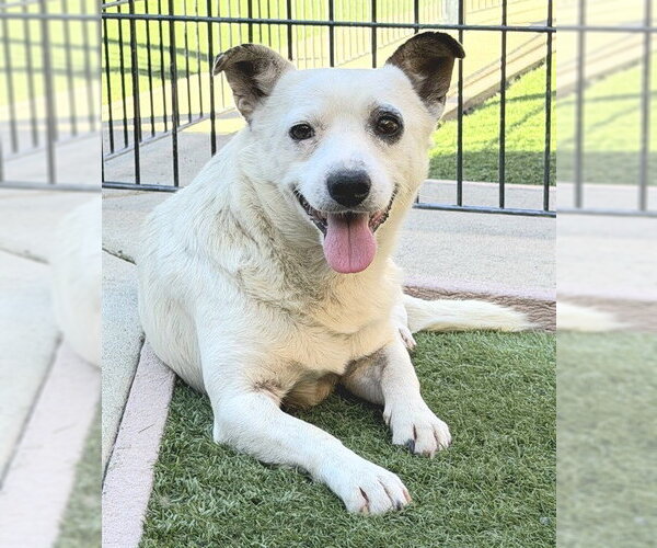 Medium Photo #4 Chihuahua-Parson Russell Terrier Mix Puppy For Sale in Sacramento, CA, USA