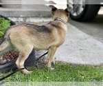Small Photo #2 Australian Shepherd-German Shepherd Dog Mix Puppy For Sale in DETROIT, MI, USA