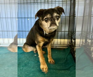 Brussels Griffon-Unknown Mix Dogs for adoption in Evansville, IN, USA