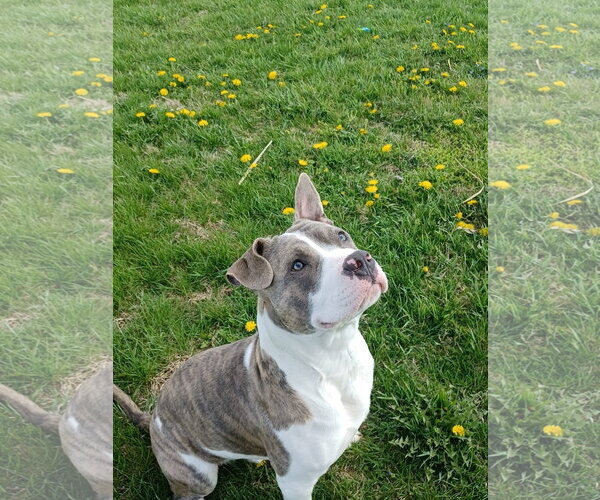 Medium Photo #2 American Pit Bull Terrier-Unknown Mix Puppy For Sale in Germantown, OH, USA
