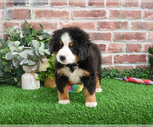 Bernese Mountain Dog Puppy for sale in SYRACUSE, IN, USA