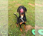 Small #2 Rottweiler