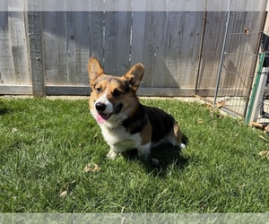Father of the American Corgi puppies born on 05/23/2025