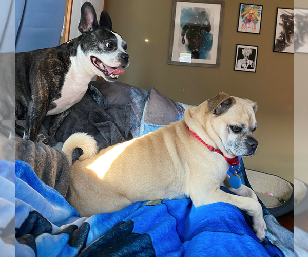 Medium Photo #3 Pug-Unknown Mix Puppy For Sale in Springdale, PA, USA