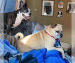 Small #2 Pug Mix