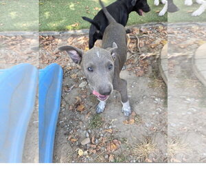Smoke - Male Staffordshire Bull Terrier-Unknown Mix Dog for Adoption - Photo #3
