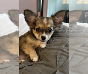 Chihuahua Puppy for sale in COLUMBIA, SC, USA