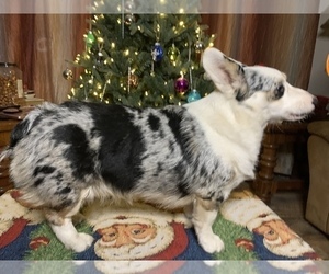 Mother of the Welsh Cardigan Corgi puppies born on 04/14/2023
