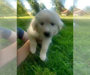 Golden Pyrenees Puppy for Sale in EVERETT, Pennsylvania USA