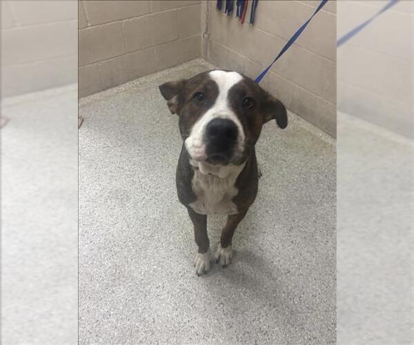 Medium Photo #1 American Pit Bull Terrier-Unknown Mix Puppy For Sale in Conroe, TX, USA