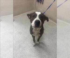 American Pit Bull Terrier-Unknown Mix Dogs for adoption in Conroe, TX, USA