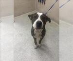 CLOONEY - Male American Pit Bull Terrier-Unknown Mix Dog for Adoption - Small photo