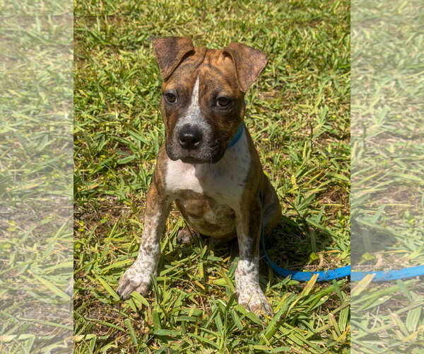 Medium Photo #2 American Pit Bull Terrier-American Staffordshire Terrier Mix Puppy For Sale in Lighthouse Point, FL, USA