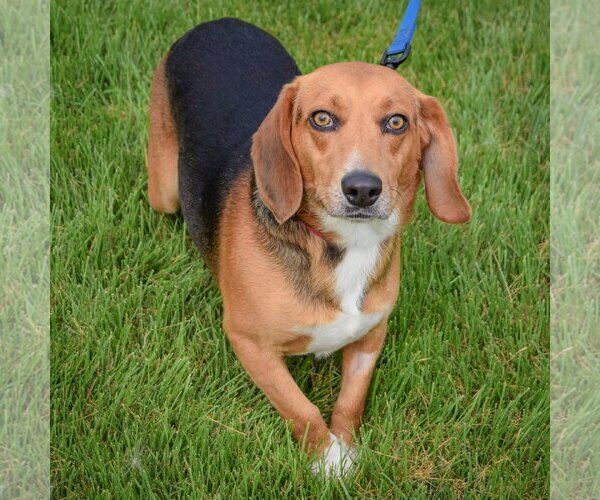 Medium Photo #3 Beagle Puppy For Sale in Huntley, IL, USA