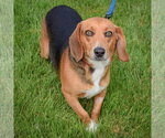 Small #2 Beagle