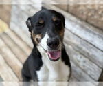 Small #1 American Pit Bull Terrier Mix