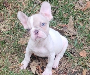 French Bulldog Puppy for sale in INDIANAPOLIS, IN, USA