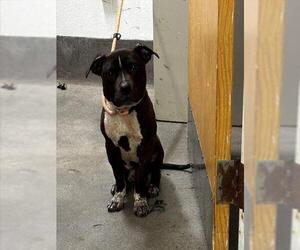 Mutt Dogs for adoption in Forestville, MD, USA