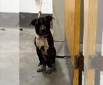 Small Mutt