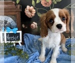 Small #3 Cavalier King Charles Spaniel