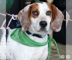 Ernesto - Male Beagle-Unknown Mix Dog for Adoption - Small photo