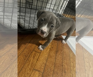 American Bully Puppy for sale in SUNNYSIDE, NY, USA
