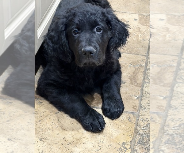 Medium Photo #2 Goldador Doodle Puppy For Sale in INDIO, CA, USA