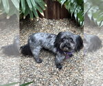 Small #4 Shih Tzu Mix
