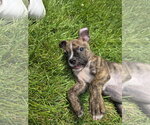 Small #2 Boxer Mix