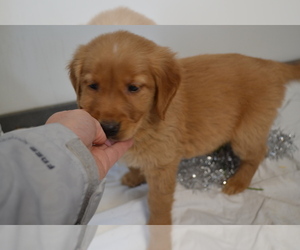 Golden Retriever Puppy for Sale in GREENWOOD, Wisconsin USA
