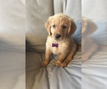 Puppy Purple Girl Golden Retriever
