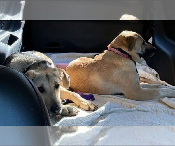 Medium Photo #7 Mutt Puppy For Sale in Mt. Laurel, NJ, USA