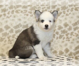 Pomsky Puppy for sale in DENVER, PA, USA