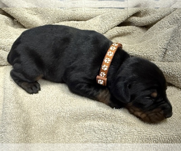 Medium Photo #1 Doberman Pinscher Puppy For Sale in NEWTON, NC, USA